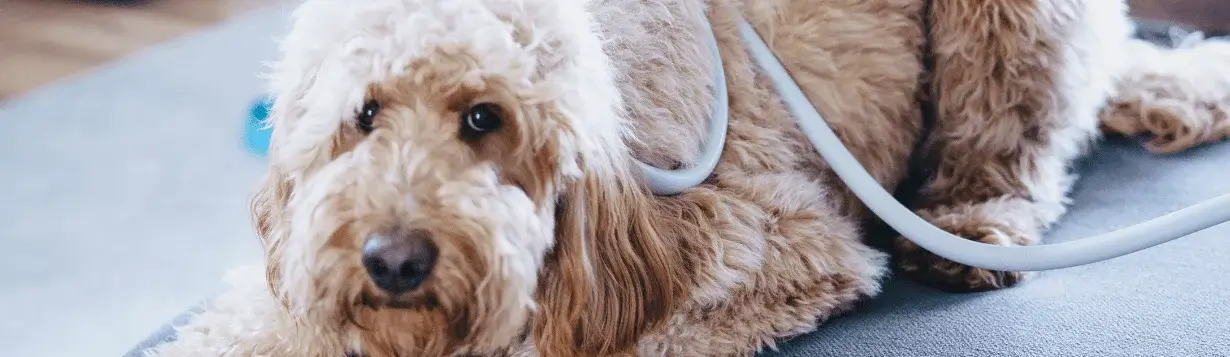 Relieving torn ligament in pets with MagnaWavePEMF