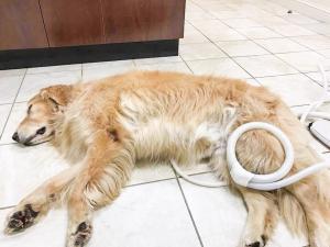 A dog laying asleep while receiving PEMF therapy to its lower hind leg via the MagnaWavePEMF Butterfly Loop attachment