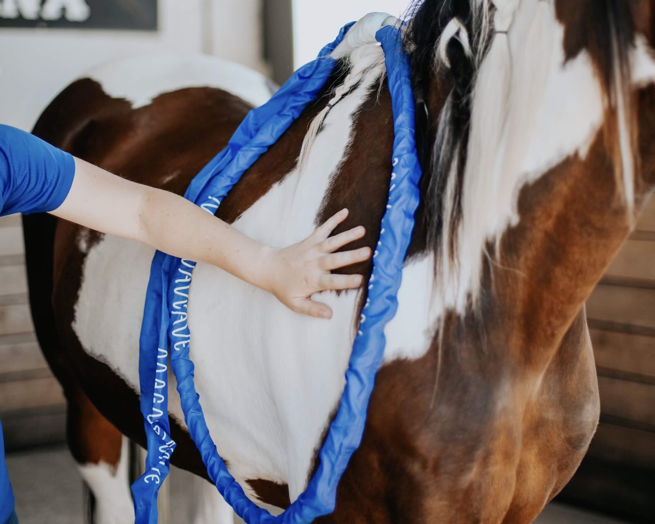 A woman prodiving PEMF therapy to her horse's back using the MagnaWavePEMF XL Wave Wings attachment (zoomed)