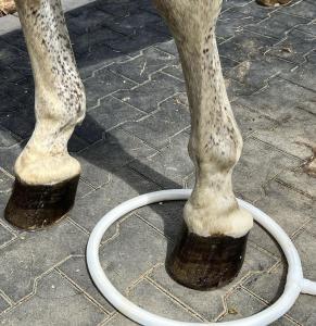 A horse with its hoof in the MagnaWavePEMF Large Loop attachment