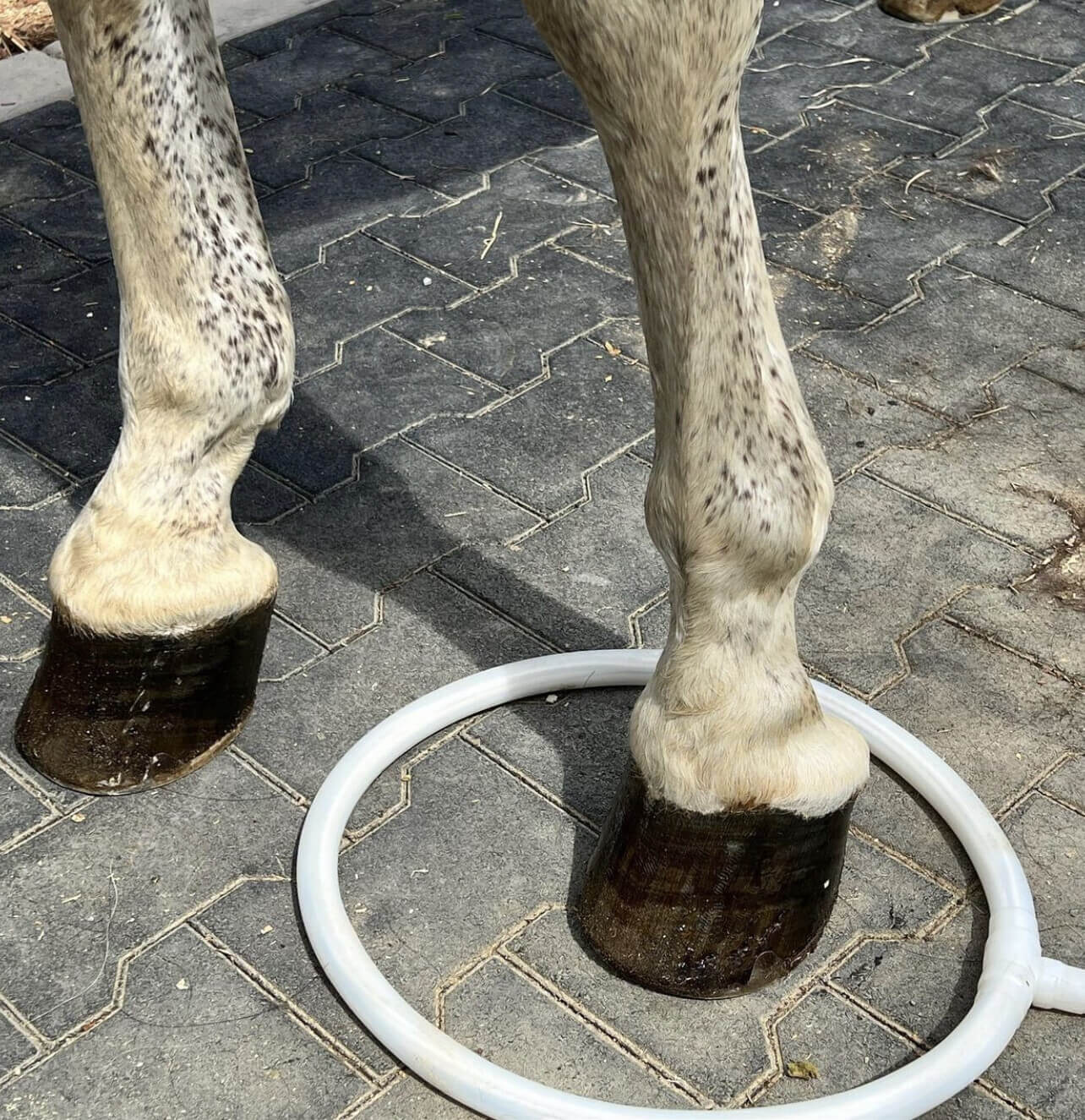 A horse with its hoof in the MagnaWavePEMF Large Loop attachment