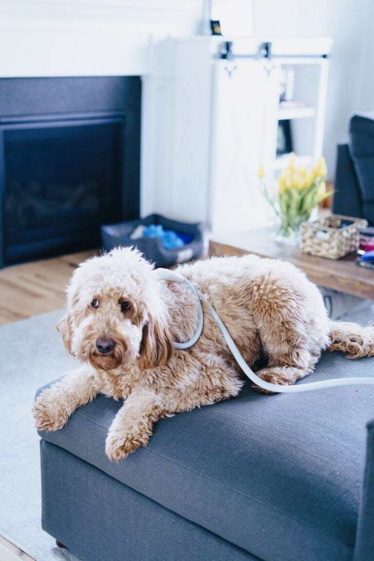 Pet with anxiety receiving a MagnaWavePEMF session