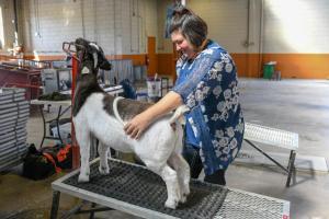 A woman providing PEMF therapy to her goat's lower back via the MagnaWavePEMF Large Loop attachment