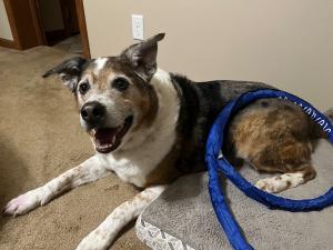 Old dog laying down while undergoing PEMF therapy on its hind leg via the MagnaWavePEMF Large Loop attachment