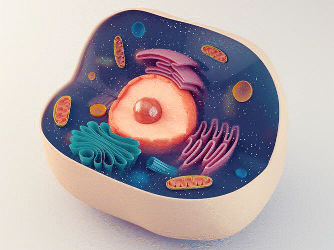 Gif of a wave passing through an animal cell. Used by MagnaWavePEMF