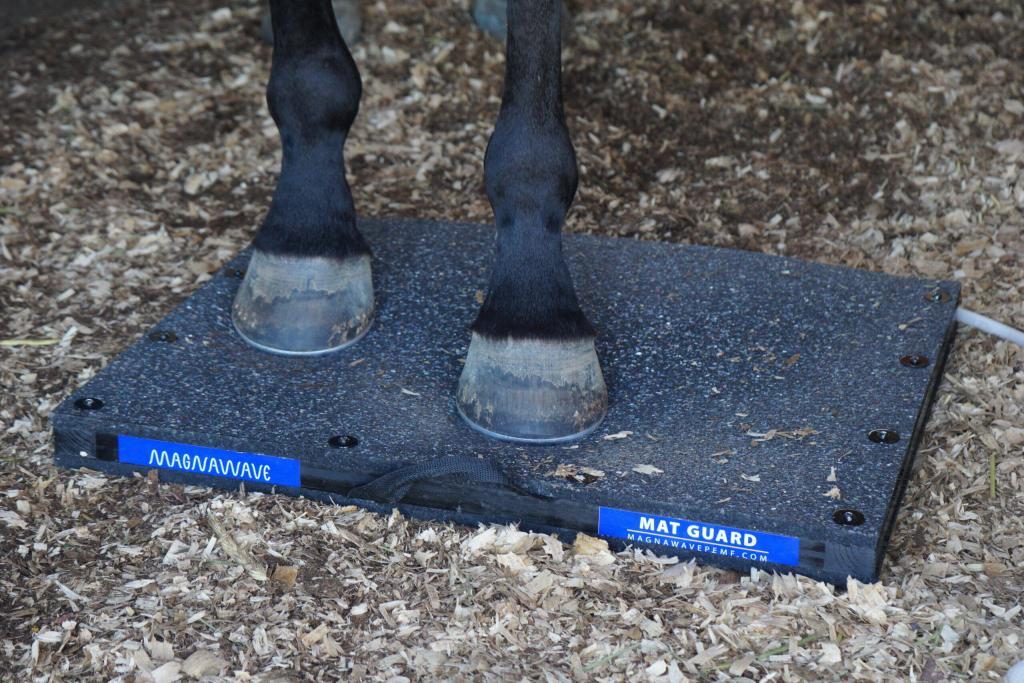 Horse standing on a MagnaWavePEMF Mat Guard attachment during PEMF therapy