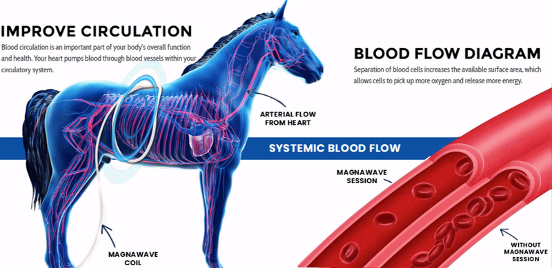 Infographic about how a MagnaWavePEMF session helps blood flow in horses.