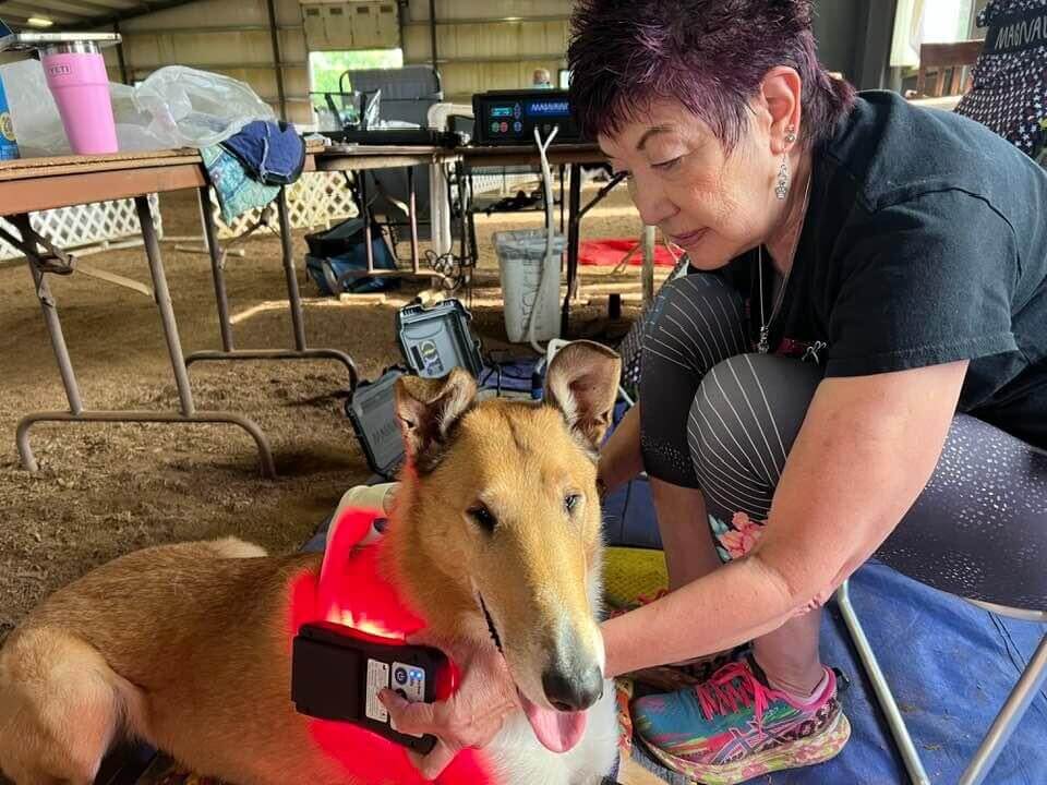 A woman using the ROC Red Light on her dog's shoulder. Used by MagnaWavePEMF