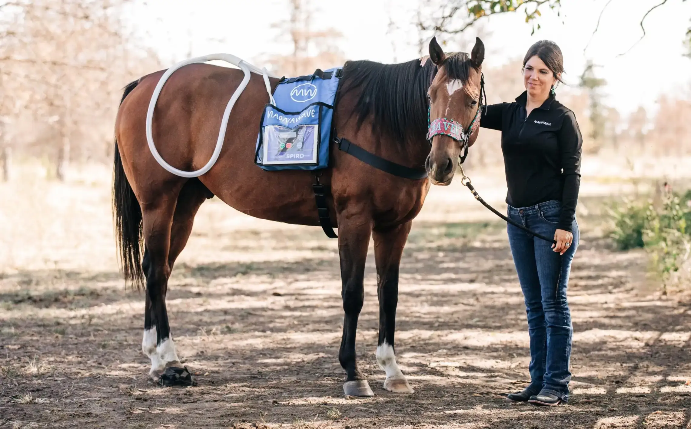 MagnaWavePEMF machine Spiro klick in use with a XL Wave Wings attachment on a horse's rear.
