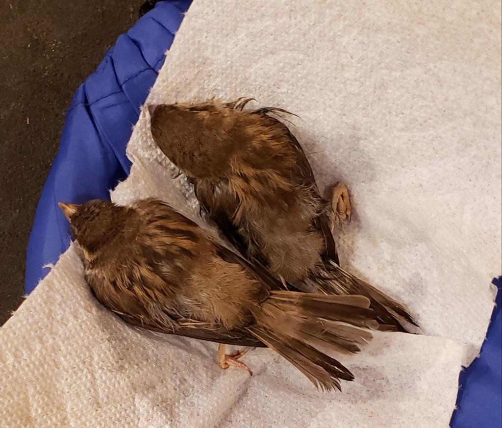 A picture of two small injured birds who were treated with PEMF therapy. Used by MagnaWavePEMF