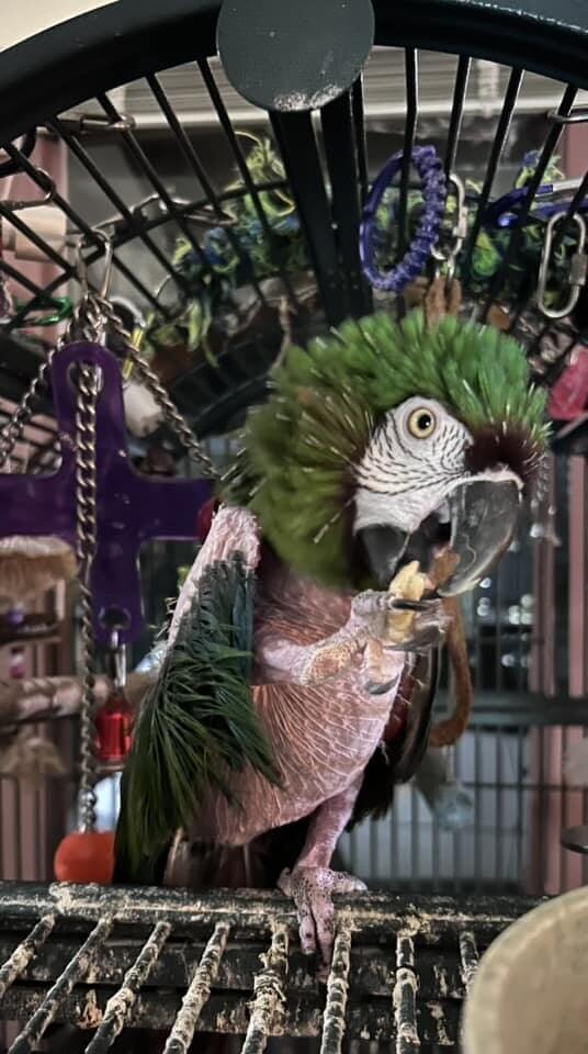 A picture of a green Macaw that was treated with PEMF therapy. Used by MagnaWavePEMF