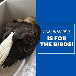 A picture showing an eagle on the left side, with a graphic on the right saying "MagnaWave Is For The Birds!" For use by MagnaWavePEMF